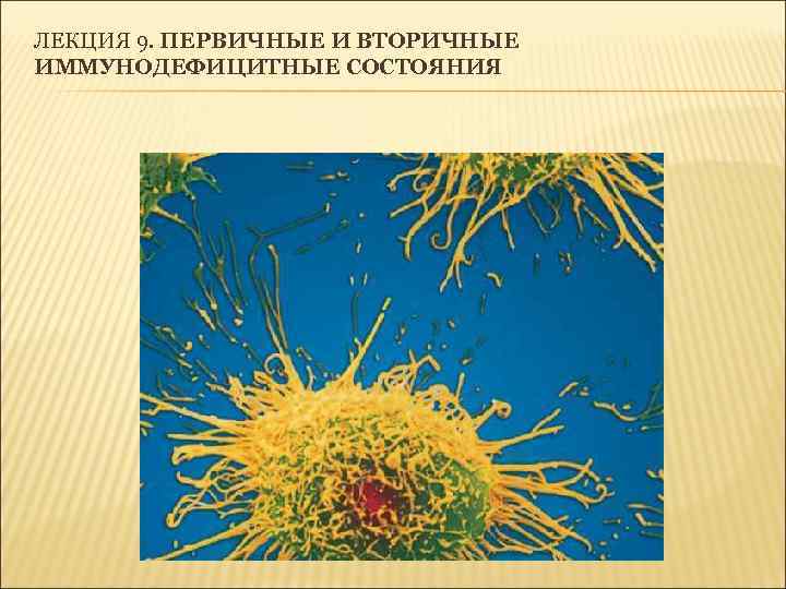 ЛЕКЦИЯ 9. ПЕРВИЧНЫЕ И ВТОРИЧНЫЕ ИММУНОДЕФИЦИТНЫЕ СОСТОЯНИЯ 