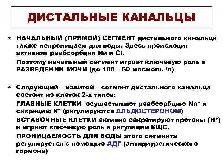 ДИСТАЛЬНЫЕ КАНАЛЬЦЫ • НАЧАЛЬНЫЙ (ПРЯМОЙ) СЕГМЕНТ дистального канальца также непроницаем для воды. Здесь происходит