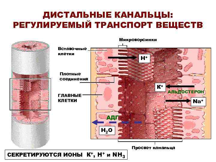 ДИСТАЛЬНЫЕ КАНАЛЬЦЫ: РЕГУЛИРУЕМЫЙ ТРАНСПОРТ ВЕЩЕСТВ Микроворсинки Вставочные клетки Н+ Плотные соединения К+ ГЛАВНЫЕ КЛЕТКИ