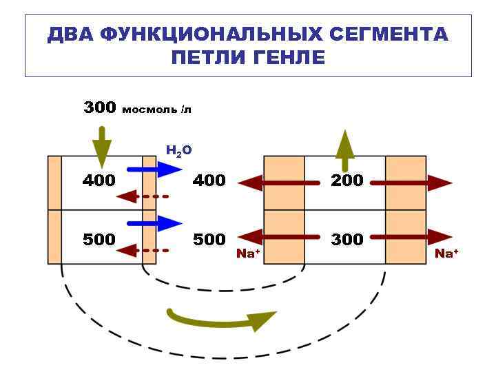 ДВА ФУНКЦИОНАЛЬНЫХ СЕГМЕНТА ПЕТЛИ ГЕНЛЕ 300 мосмоль /л H 2 O 400 500 200