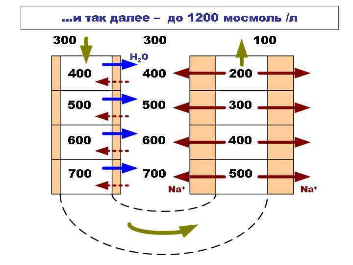 …и так далее – до 1200 мосмоль /л 300 100 H 2 O 400