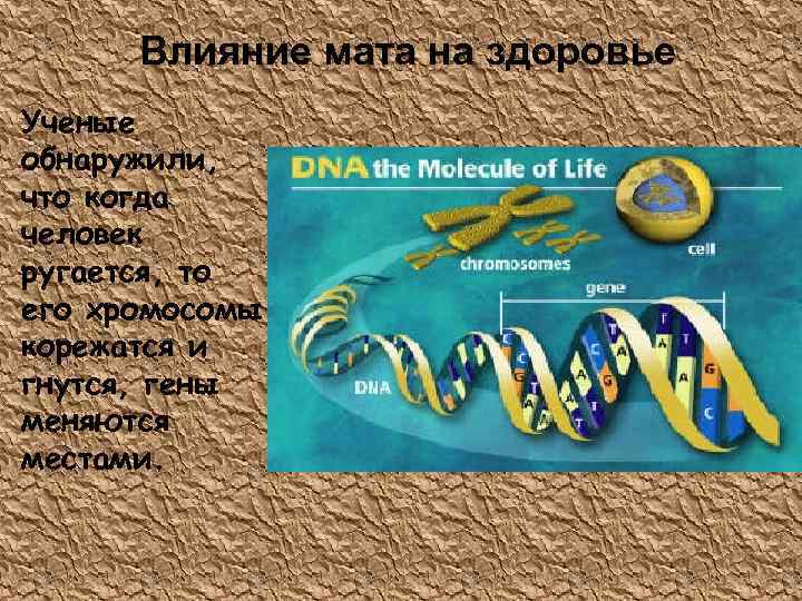 Влияние мата на здоровье Ученые обнаружили, что когда человек ругается, то его хромосомы корежатся