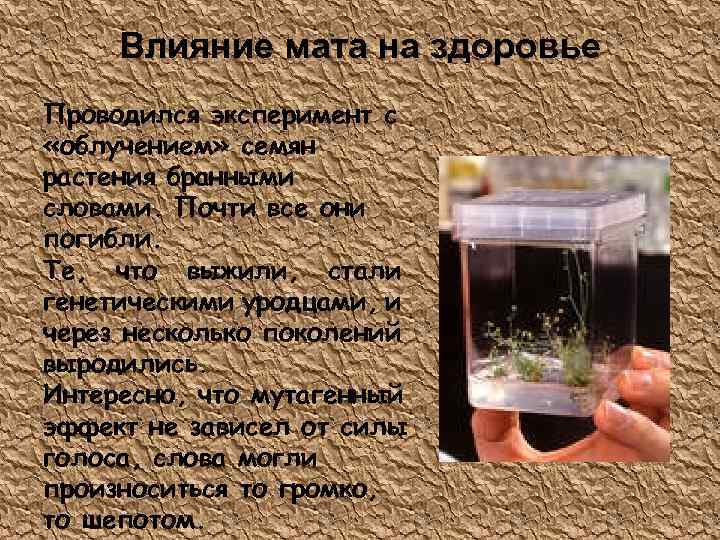 Влияние мата на здоровье Проводился эксперимент с «облучением» семян растения бранными словами. Почти все