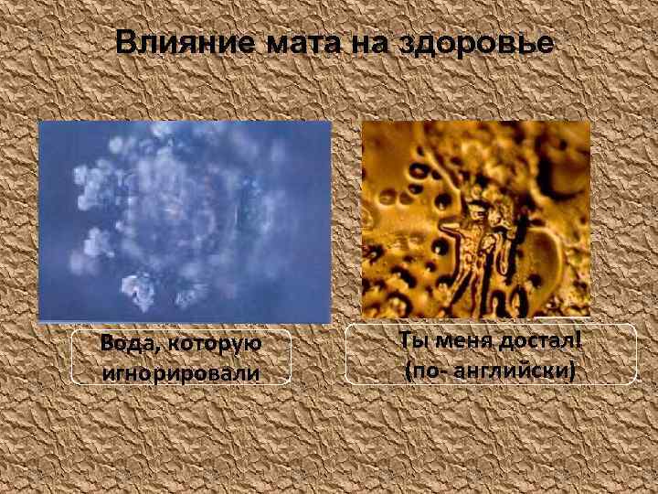 Влияние мата на здоровье Вода, которую игнорировали Ты меня достал! (по- английски) 
