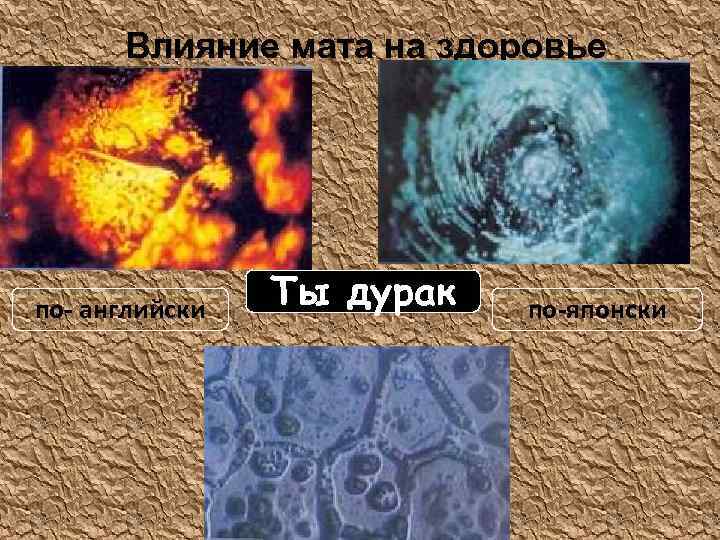 Влияние мата на здоровье по- английски Ты дурак по-японски 