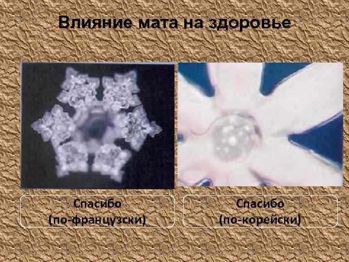 Влияние мата на здоровье Спасибо (по-французски) Спасибо (по-корейски) 