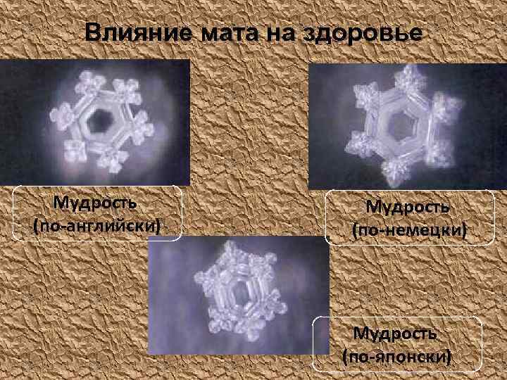 Влияние мата на здоровье Мудрость (по-английски) Мудрость (по-немецки) Мудрость (по-японски) 