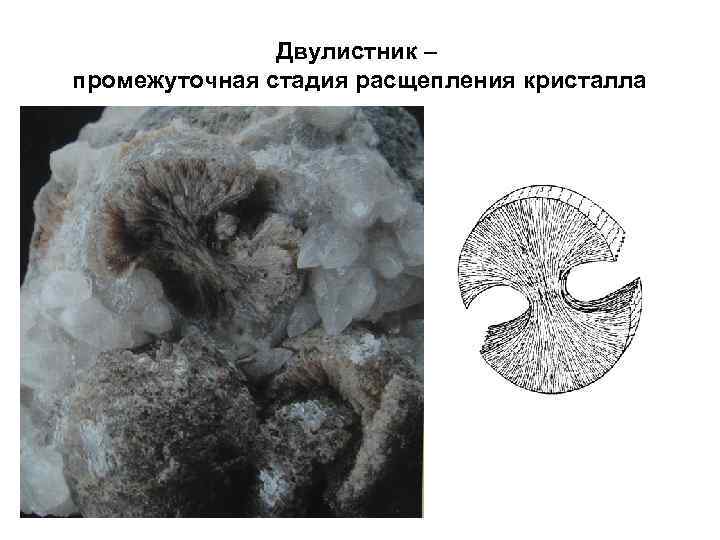 Двулистник – промежуточная стадия расщепления кристалла 
