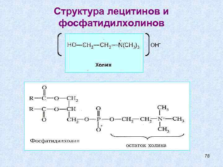 Структура лецитинов и фосфатидилхолинов OH- - 78 
