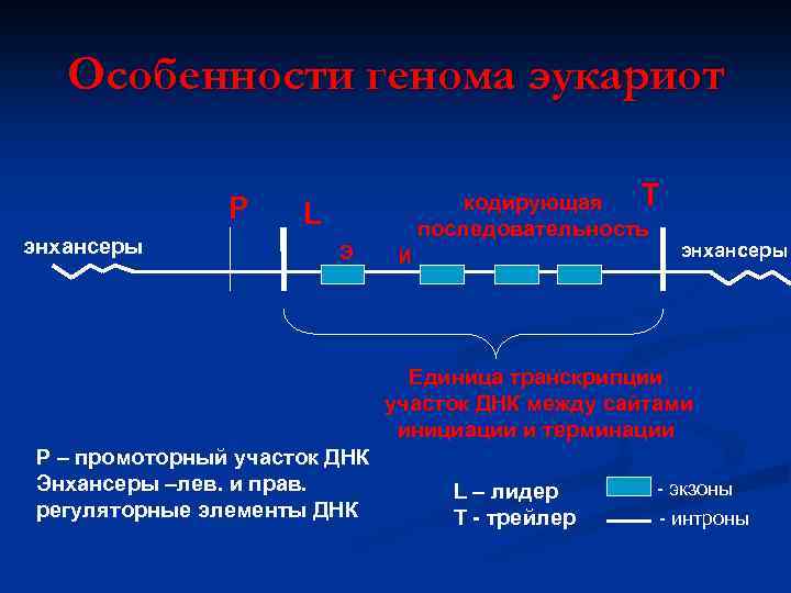 Особенности генома эукариот Р энхансеры T кодирующая последовательность L Э И энхансеры Единица транскрипции