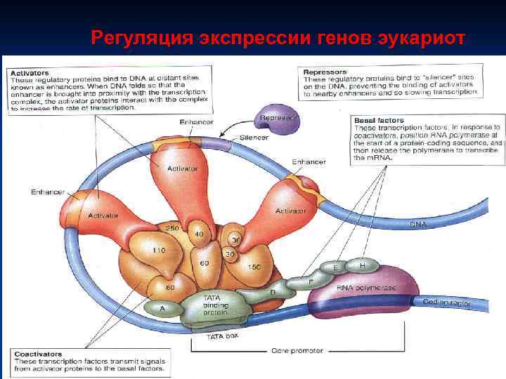 Регуляция экспрессии генов эукариот 