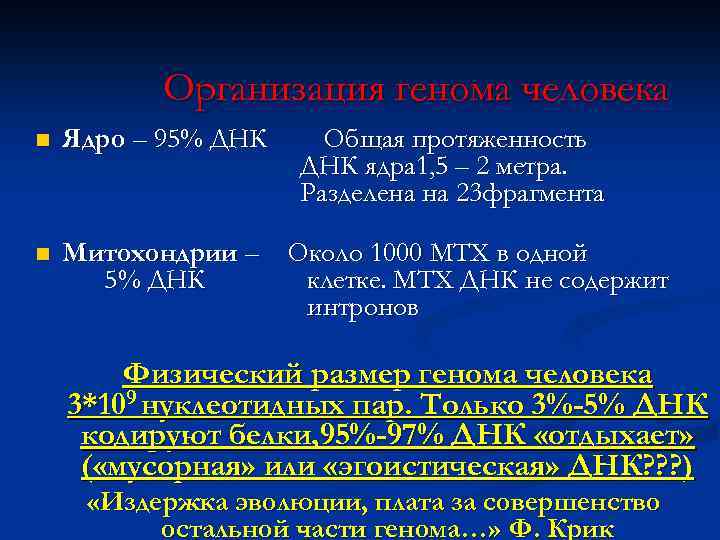 Организация генома человека n Ядро – 95% ДНК Общая протяженность ДНК ядра 1, 5