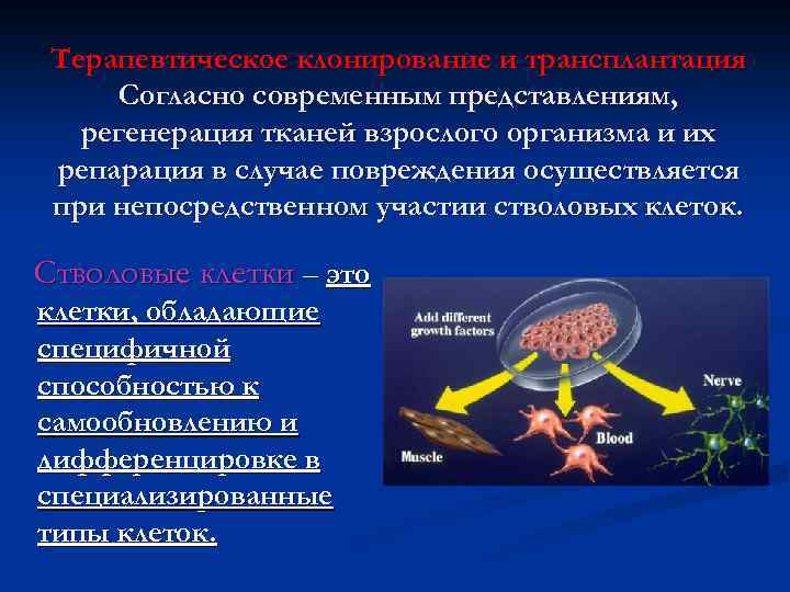 Терапевтическое клонирование и трансплантация Согласно современным представлениям, регенерация тканей взрослого организма и их репарация