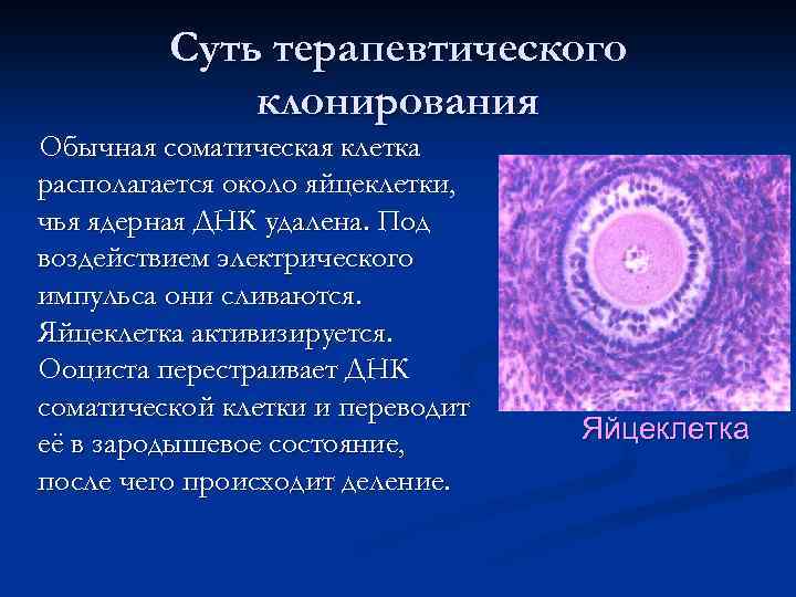 Суть терапевтического клонирования Обычная соматическая клетка располагается около яйцеклетки, чья ядерная ДНК удалена. Под