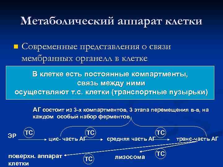 Метаболический аппарат клетки n Современные представления о связи мембранных органелл в клетке В клетке