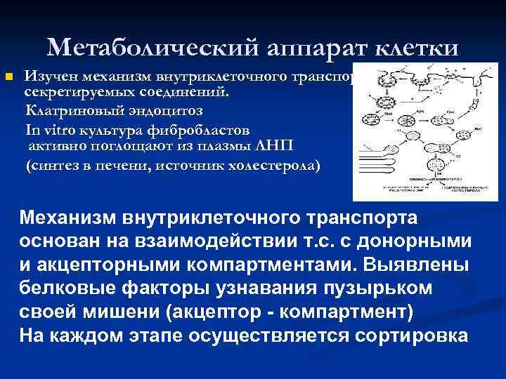 Метаболический аппарат клетки n Изучен механизм внутриклеточного транспорта секретируемых соединений. Клатриновый эндоцитоз In vitro