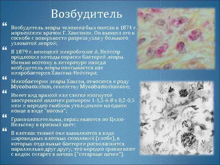 Возбудитель Возбудитель лепры человека был описан в 1874 г. норвежским врачом Г. Хансеном. Он
