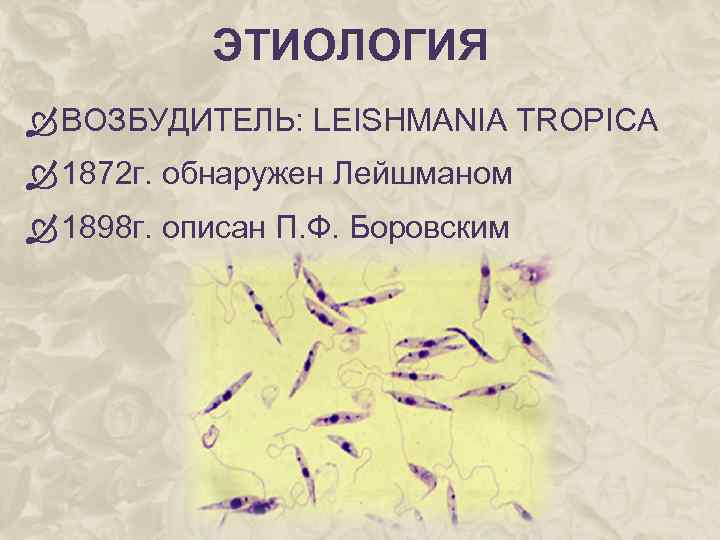 ЭТИОЛОГИЯ ВОЗБУДИТЕЛЬ: LEISHMANIA TROPICA 1872 г. обнаружен Лейшманом 1898 г. описан П. Ф. Боровским
