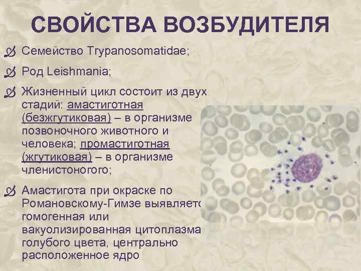 СВОЙСТВА ВОЗБУДИТЕЛЯ Семейство Trypanosomatidae; Род Leishmania; Жизненный цикл состоит из двух стадий: амастиготная (безжгутиковая)