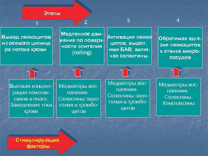 Этапы 2 1 Выход лейкоцитов из осевого цилинд ра потока крови Высокая концентрация хемотаксинов