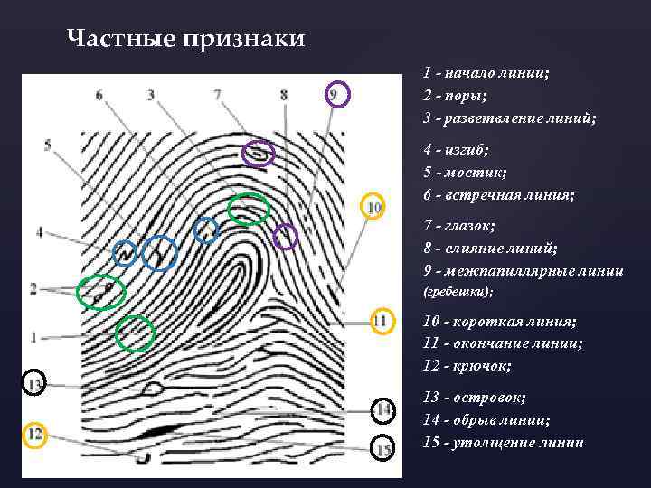 Частные признаки 1 - начало линии; 2 - поры; 3 - разветвление линий; 4