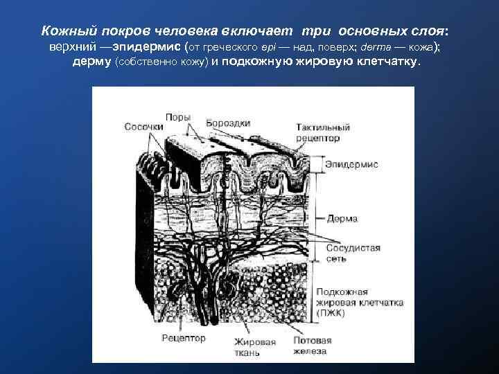 Кожный покров человека включает три основных слоя: верхний —эпидермис (от греческого ерi — над,