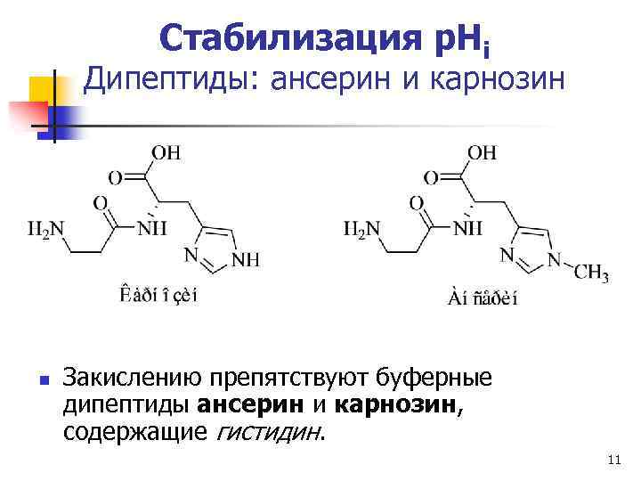 Стабилизация р. Нi Дипептиды: ансерин и карнозин n Закислению препятствуют буферные дипептиды ансерин и