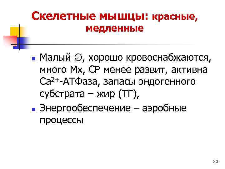 Скелетные мышцы: красные, медленные n n Малый , хорошо кровоснабжаются, много Мх, СР менее