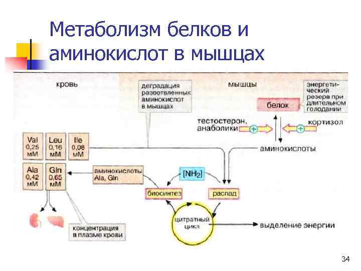 Метаболизм белков и аминокислот в мышцах 34 
