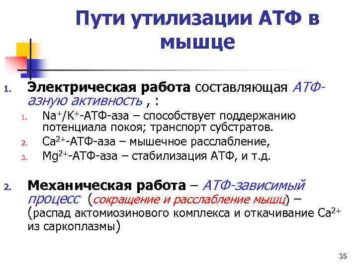 Пути утилизации АТФ в мышце Электрическая работа составляющая АТФазную активность , : 1. 1.