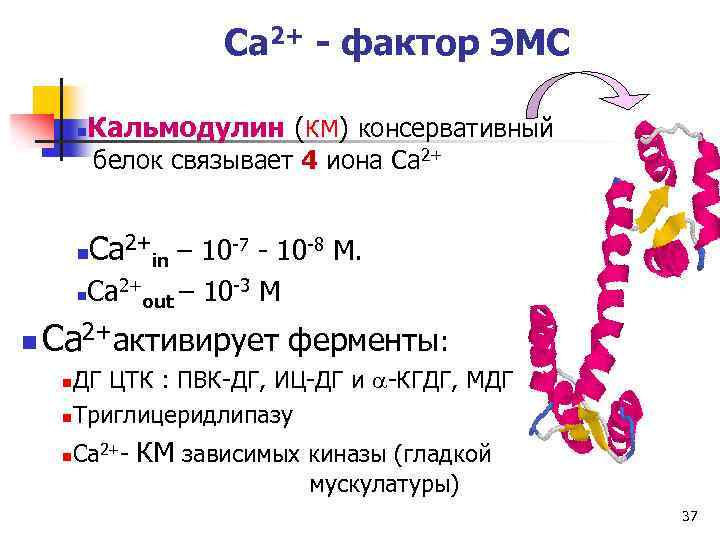 Ca 2+ - фактор ЭМС n Кальмодулин (КМ) консервативный белок связывает 4 иона Ca