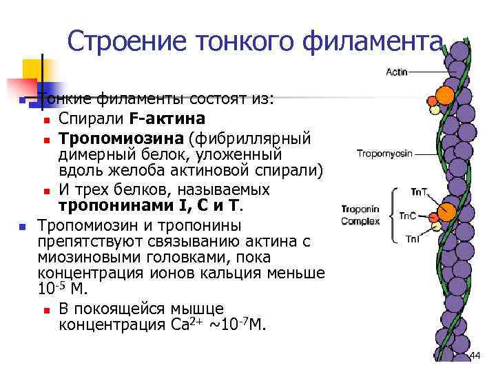 Строение тонкого филамента n n Тонкие филаменты состоят из: n Спирали F-актина n Тропомиозина
