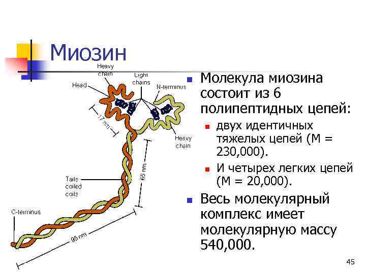 Миозин n Молекула миозина состоит из 6 полипептидных цепей: n n n двух идентичных