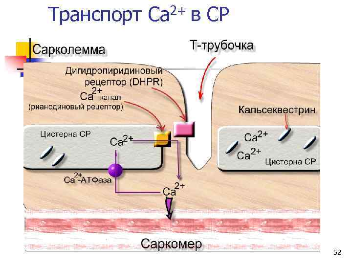 Транспорт Ca 2+ в СР 52 