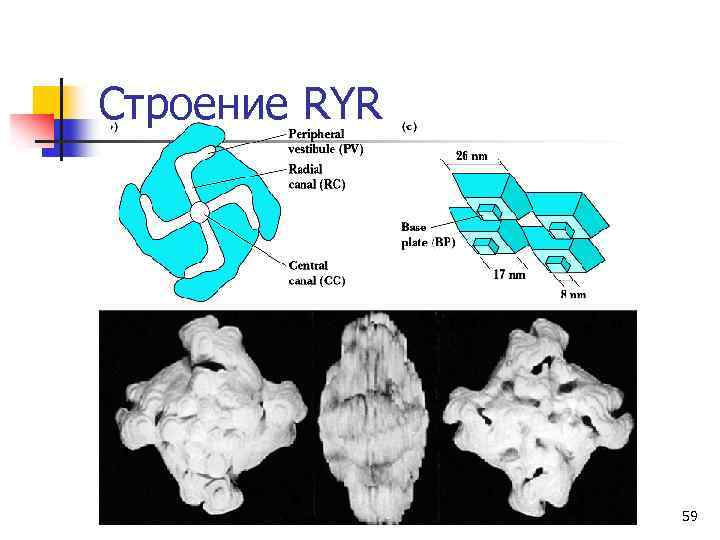 Строение RYR 59 