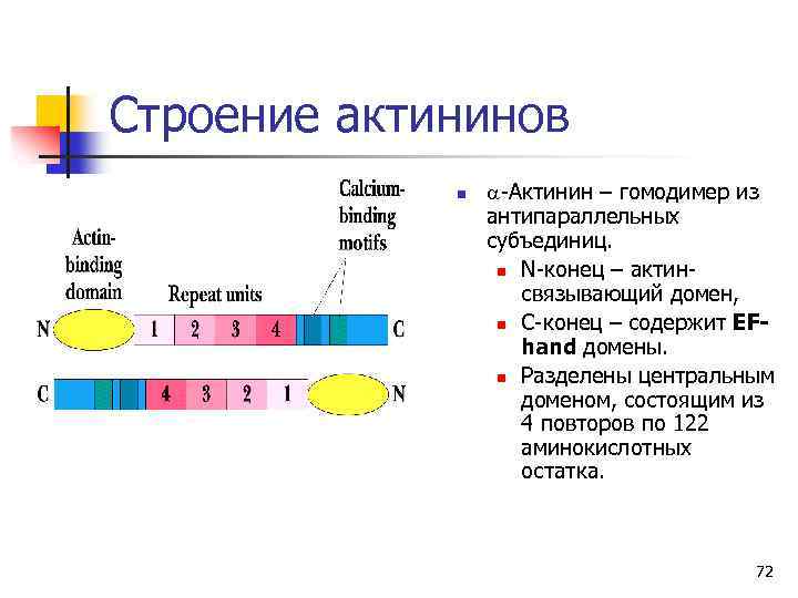 Строение актининов n a-Актинин – гомодимер из антипараллельных субъединиц. n N-конец – актинсвязывающий домен,