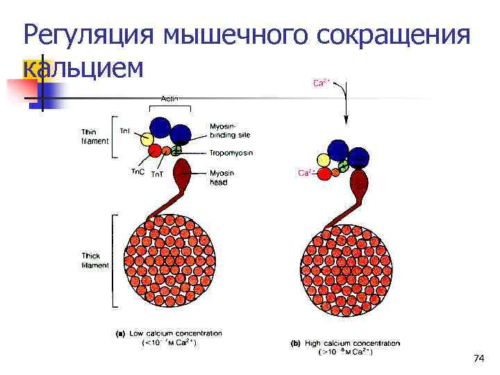 Регуляция мышечного сокращения кальцием 74 