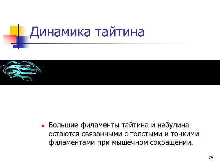 Динамика тайтина n Большие филаменты тайтина и небулина остаются связанными с толстыми и тонкими