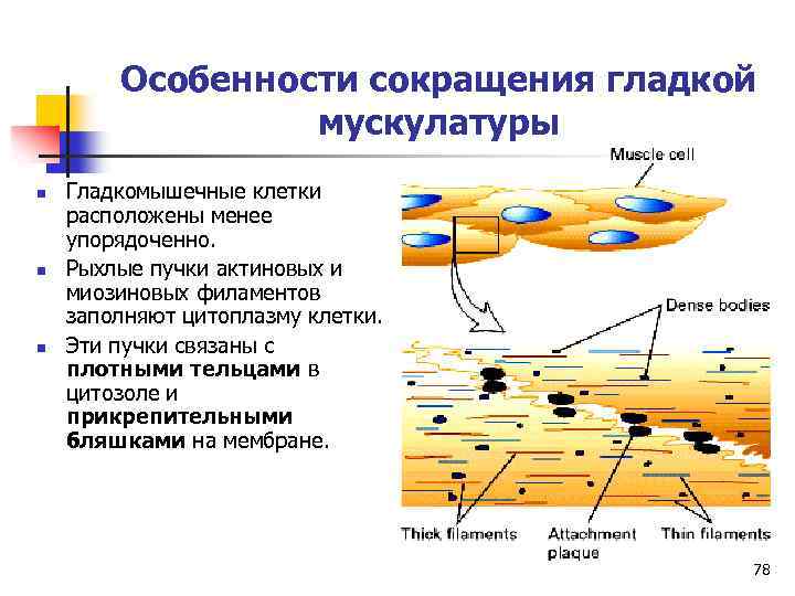 Особенности сокращения гладкой мускулатуры n n n Гладкомышечные клетки расположены менее упорядоченно. Рыхлые пучки
