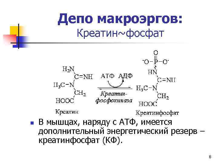 Депо макроэргов: Креатин~фосфат n В мышцах, наряду с АТФ, имеется дополнительный энергетический резерв –