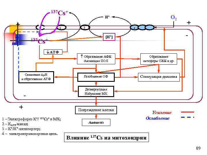 137 Cs+ + 2 1 - 3 Снижение H и образования АТФ + 1