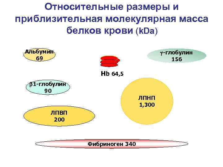 Какова масса белков. Молекулярная масса белков плазмы крови. Белки плазмы крови молекулярная масса. Молекулярная масса Белко. Альбумин размер молекулы.