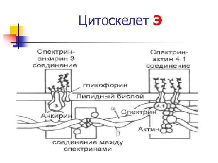 Цитоскелет Э 