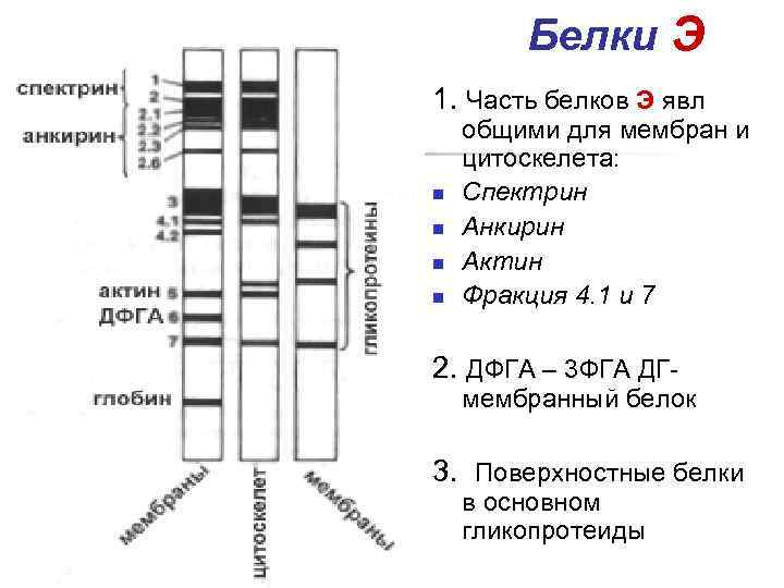 Белки Э 1. Часть белков Э явл n n общими для мембран и цитоскелета: