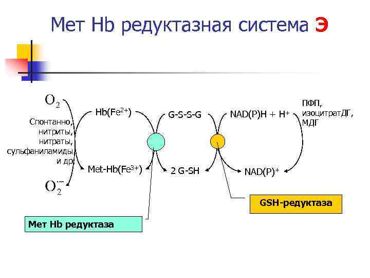 Схема редуктазной цепи окисления в микросомах