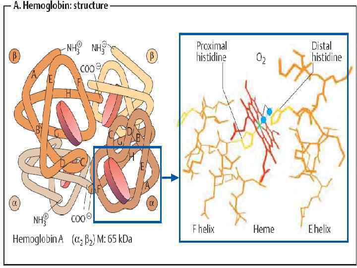 Структура Hb 