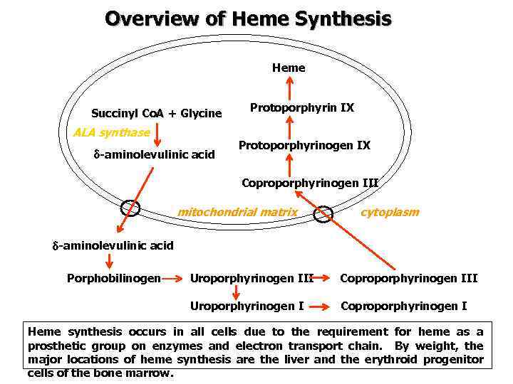 Overview of Heme Synthesis Heme Succinyl Co. A + Glycine ALA synthase -aminolevulinic acid