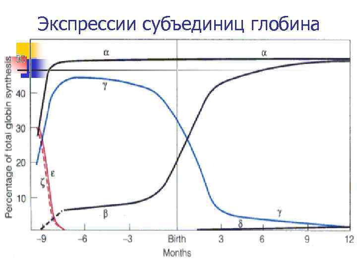 Экспрессии субъединиц глобина 