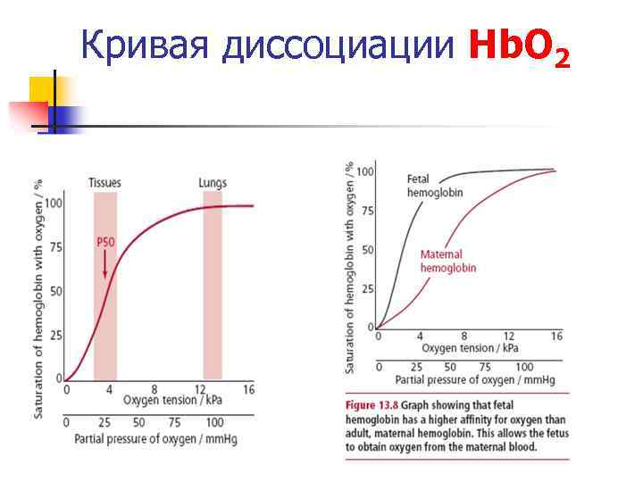 Кривая диссоциации Hb. О 2 