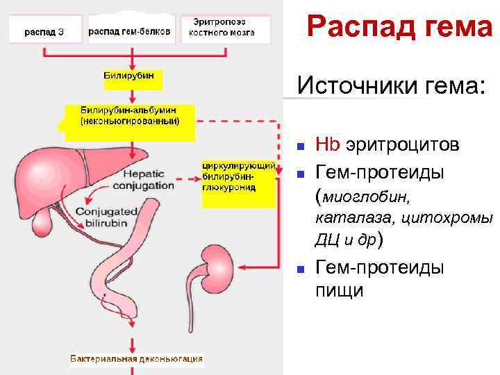 Распад гема схема